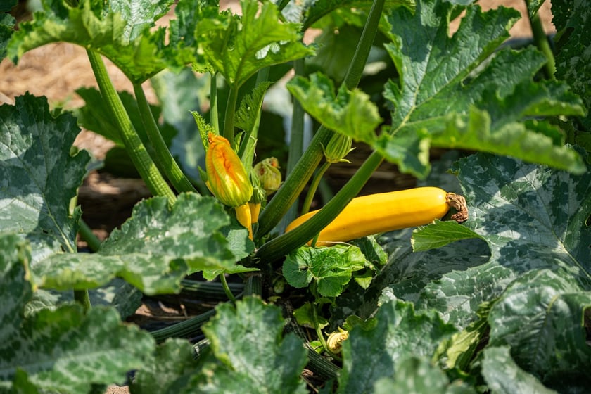 Miejska Farma Wrocławia